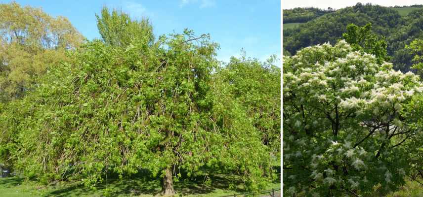 ombre legere quel arbre