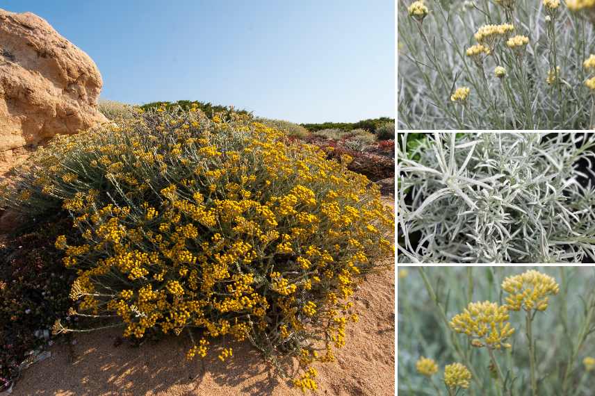plante de garrigue odorante parfumee
