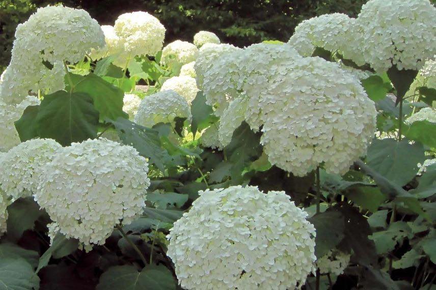 hydrangea arborescens