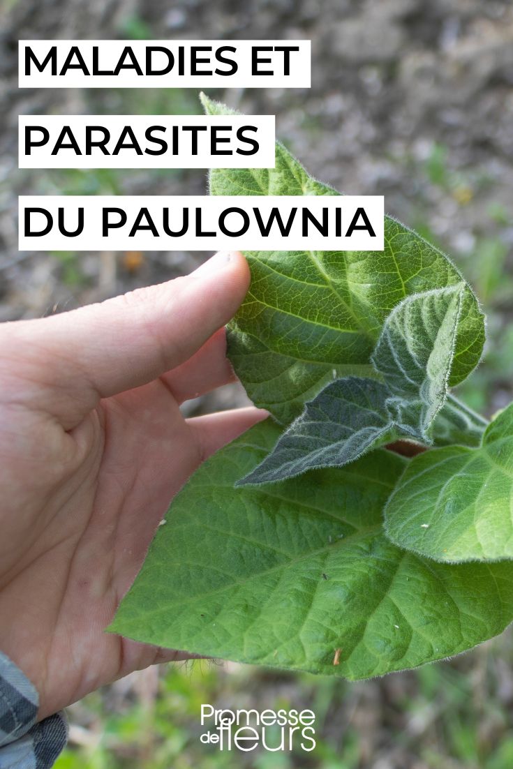 feuilles de paulownia
