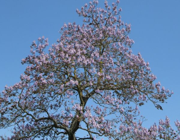 Espèces invasives : faut-il avoir peur du paulownia ?