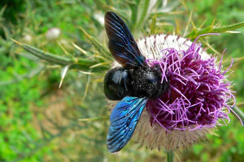 Xylocopa violacea