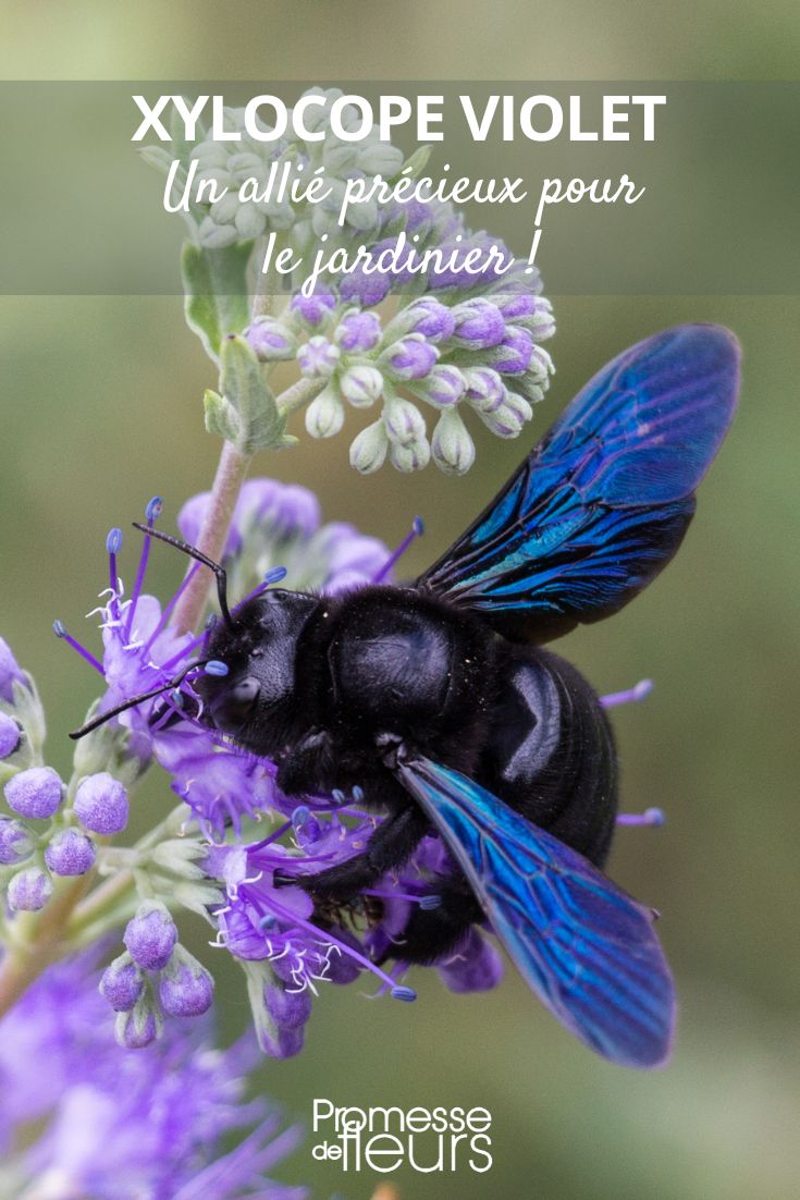 ou abeille charpentière une alliée précieuse pour le jardinier