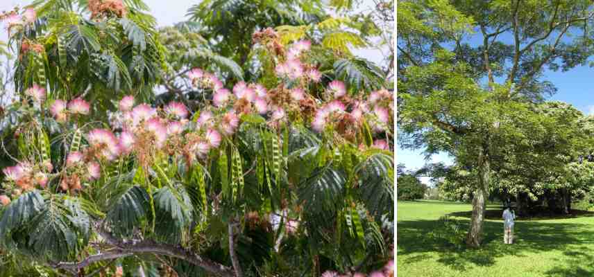 ombre Albizia