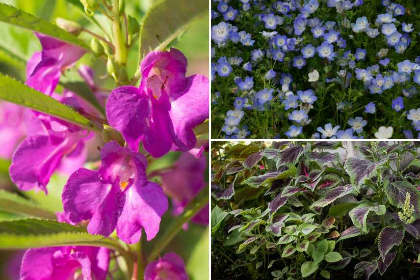 annuelles pour l'ombre