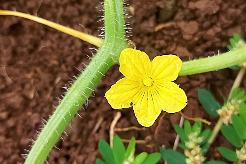 concombre des antilles floraison 