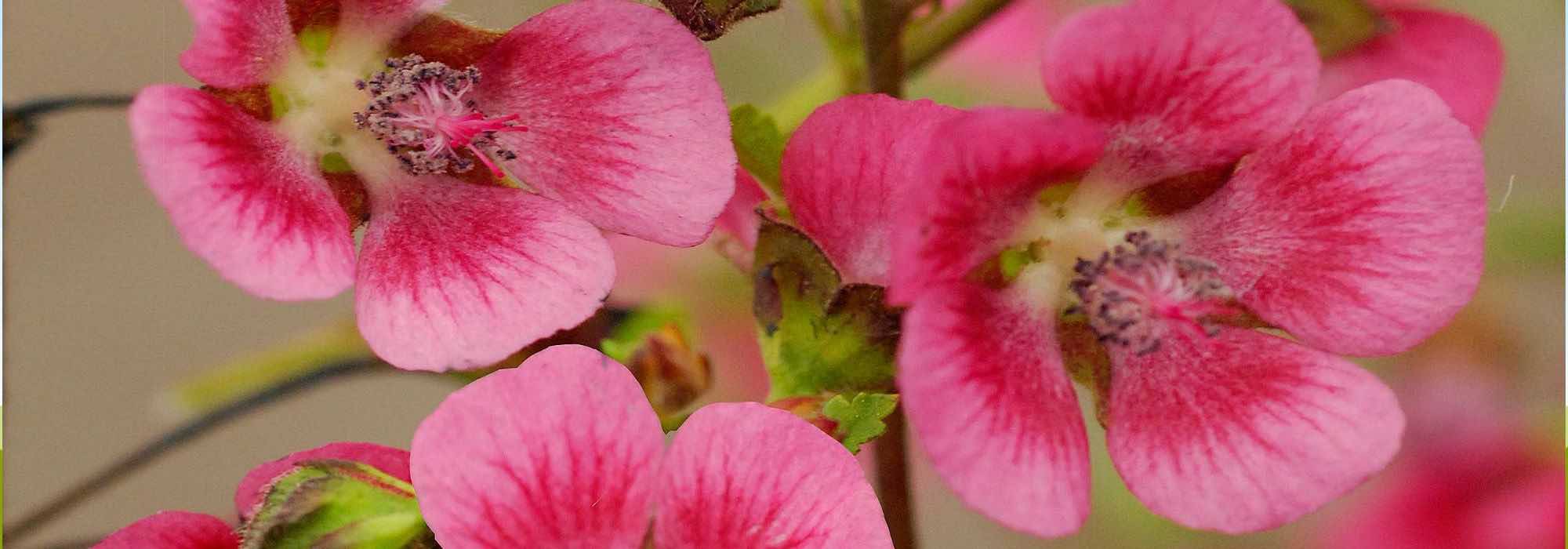 Les maladies et parasites de l’Anisodontea
