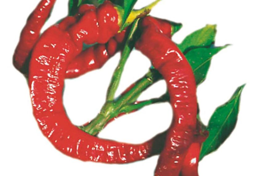 piments allongés rouges