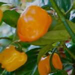 5 piments forts à cultiver pour relever vos plats !