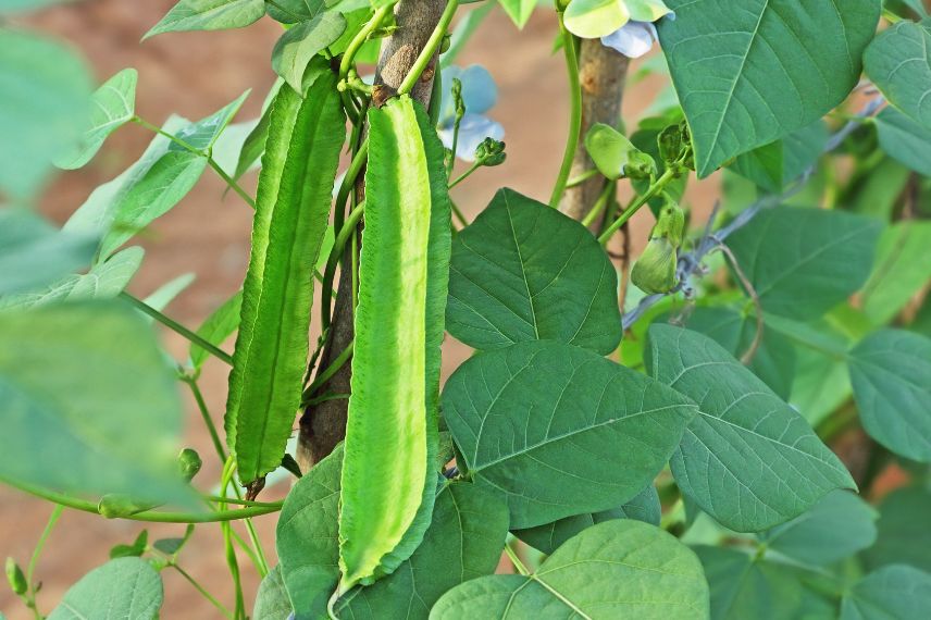 pois asperge descriptif