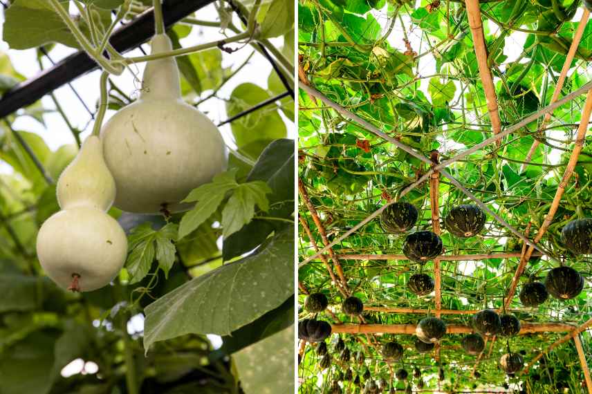 potager vertical courges