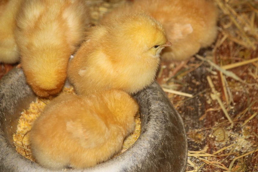 poussin les nourrir
