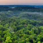 Puits de carbone : la solution naturelle contre le changement climatique ?