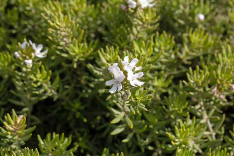 romarin d Australie blanc