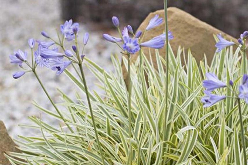 agapanthe bleue à feuillage panaché