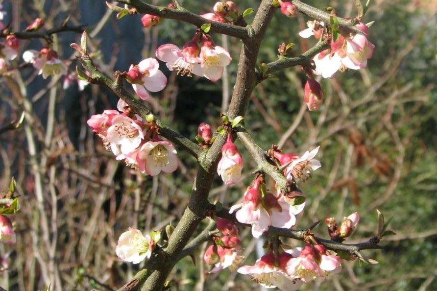 fleurs cognassier de Cathay