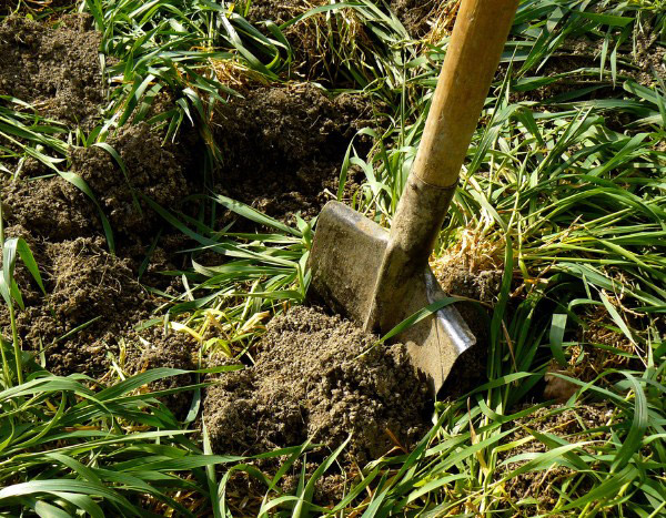 Quand et comment enfouir les engrais verts ?