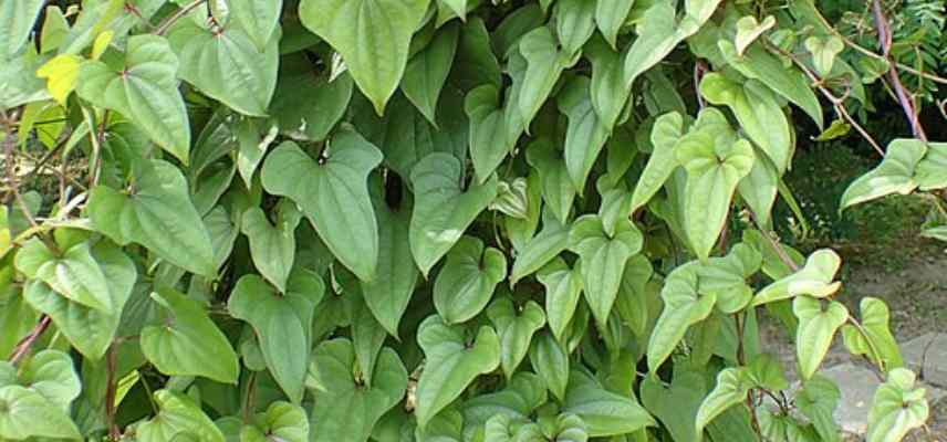 comment cultiver igname de Chine