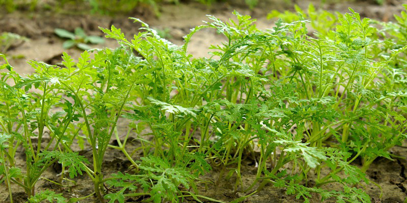 Engrais vert : phacélie