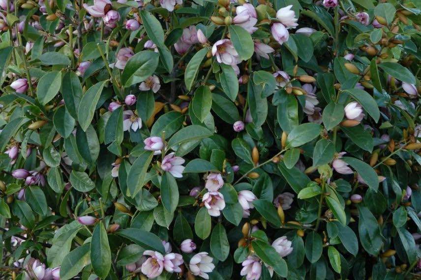 fleurs de Michelia Fairy Blush