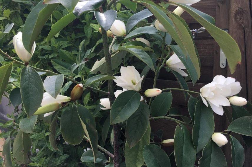 Fleurs blanches de Michelia