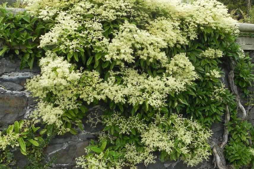 Pileostegia viburnoides