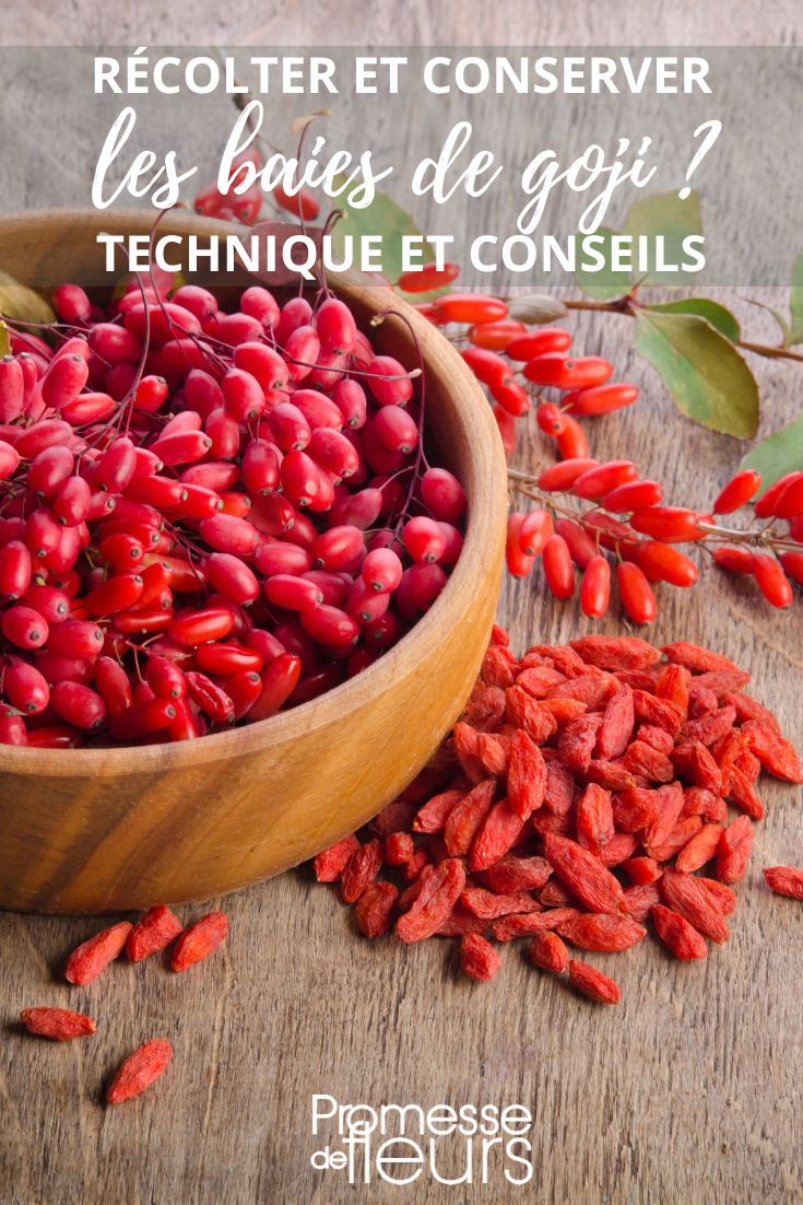 récolte et conservation des baies de goji