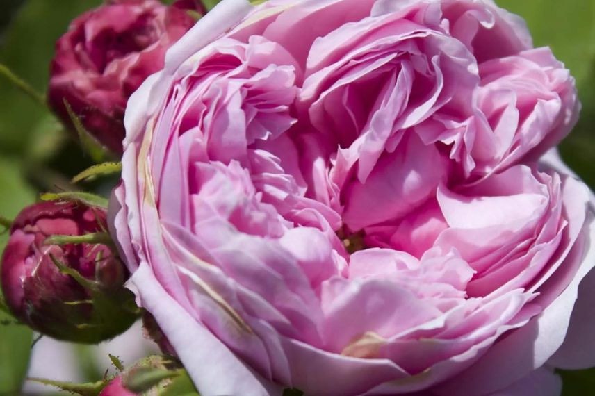 fleur de rosier rose