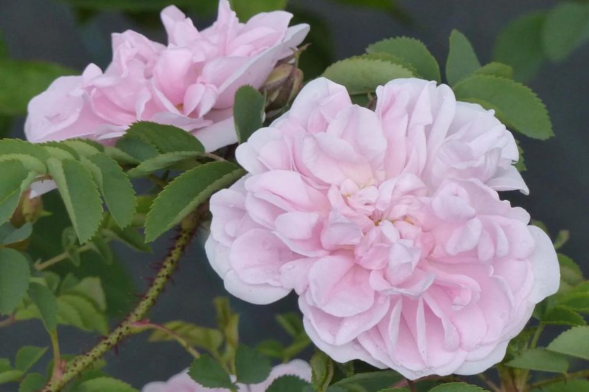 fleur rose de rosier ancien