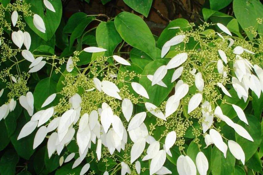 fleurs de Schizophragma