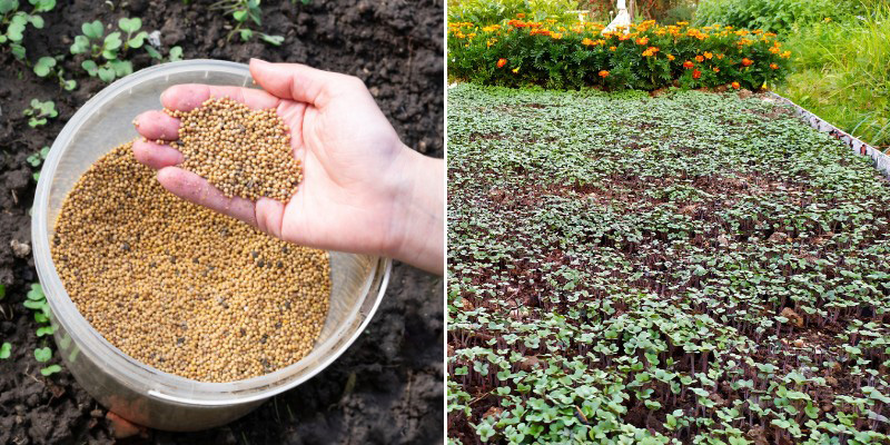 Comment semer de la moutarde