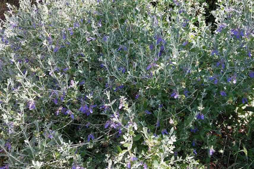 feuilles et fleurs germandrée