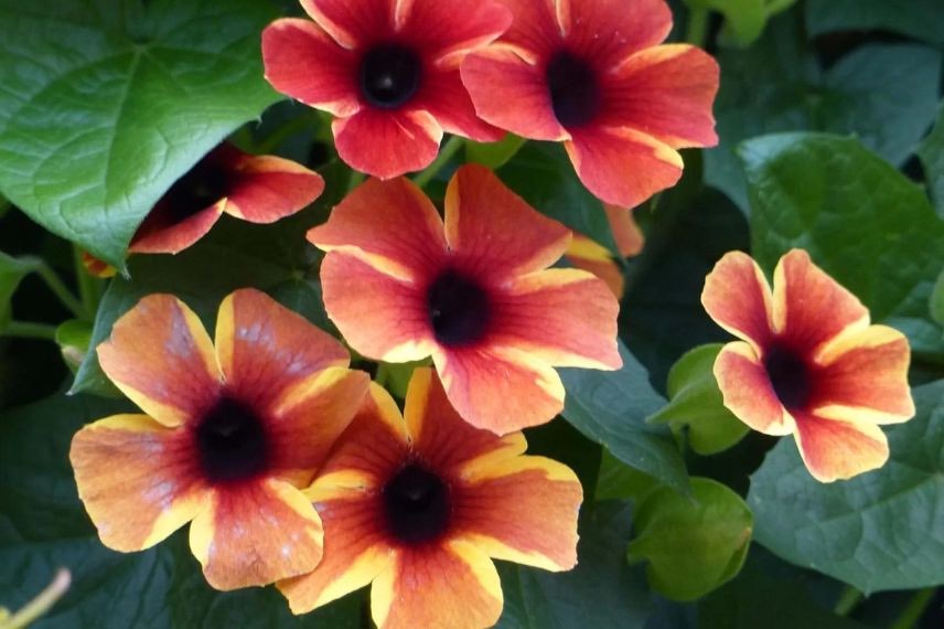thunbergia à fleurs bicolores