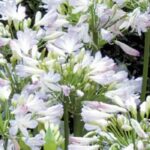 Les meilleures agapanthes naines pour fleurir le jardin