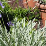 Découvrez les agapanthes à feuillage panaché