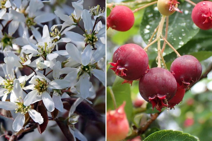 fleurs et fruits amélanchier du canada