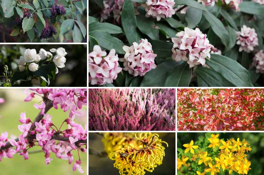 arbustes plantés sous un noyer