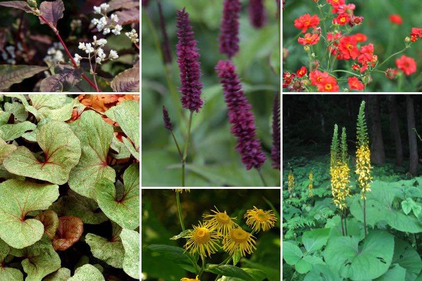 fleurs jaunes plantes de berge
