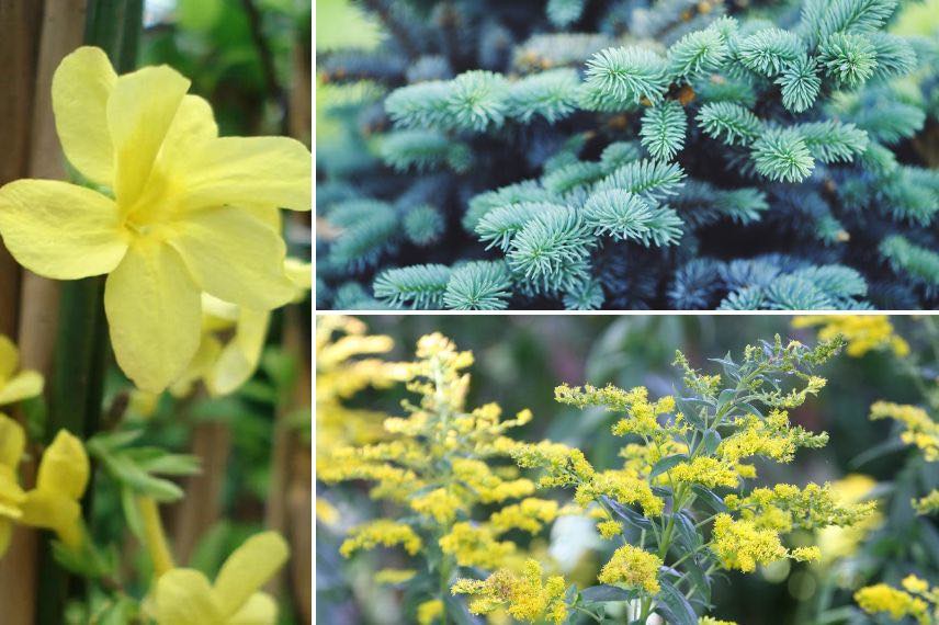 fleurs jaunes et feuillage bleu