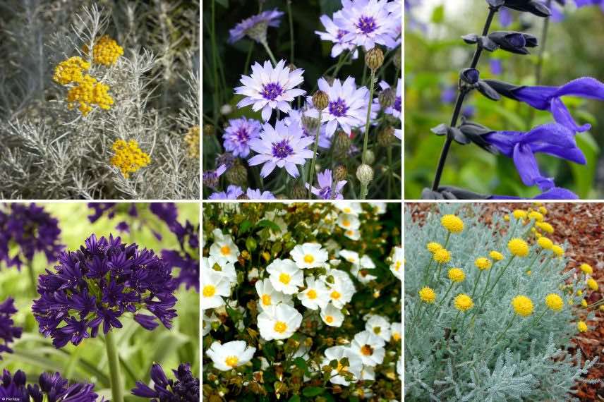 fleurs jaunes en jardin sec