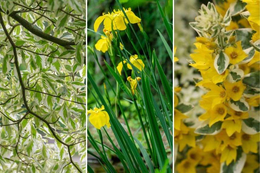 feuillage panaché et fleurs jaunes