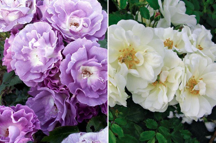 rosiers à fleurs violettes et blanches