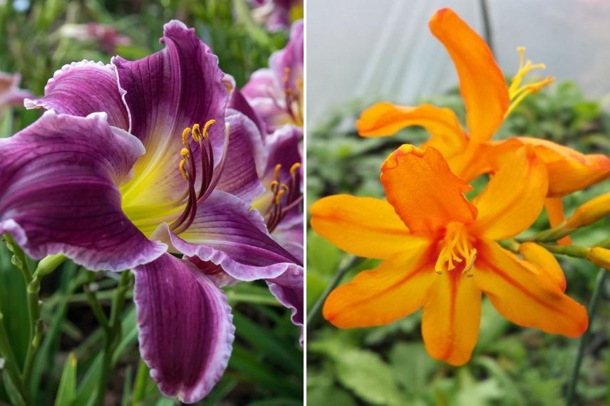 fleur d'hémérocalle et crocosmia