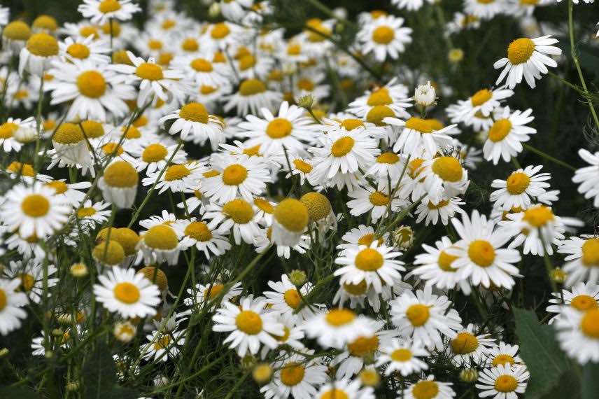 fleurs de Matricaria recutica