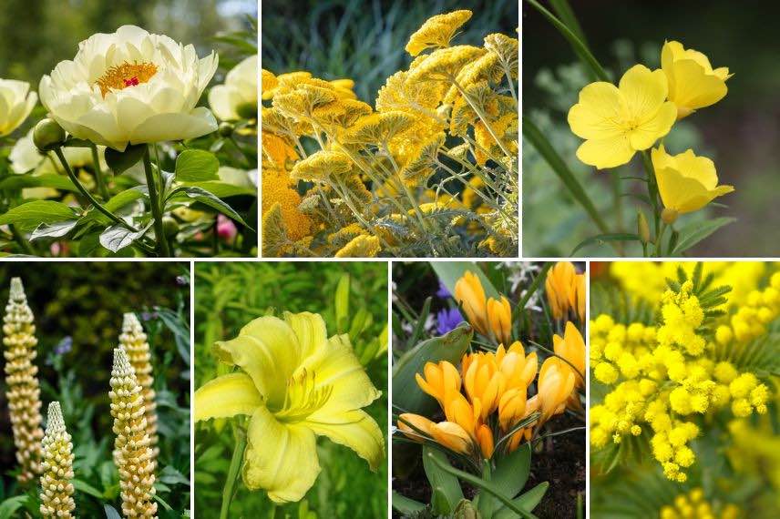 différentes fleurs jaunes