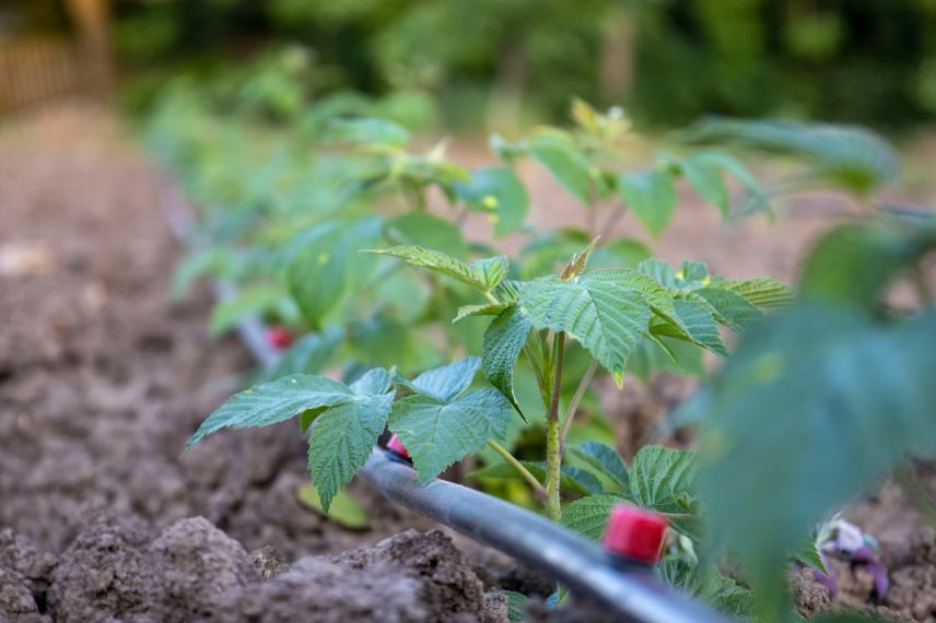 plants de framboisiers