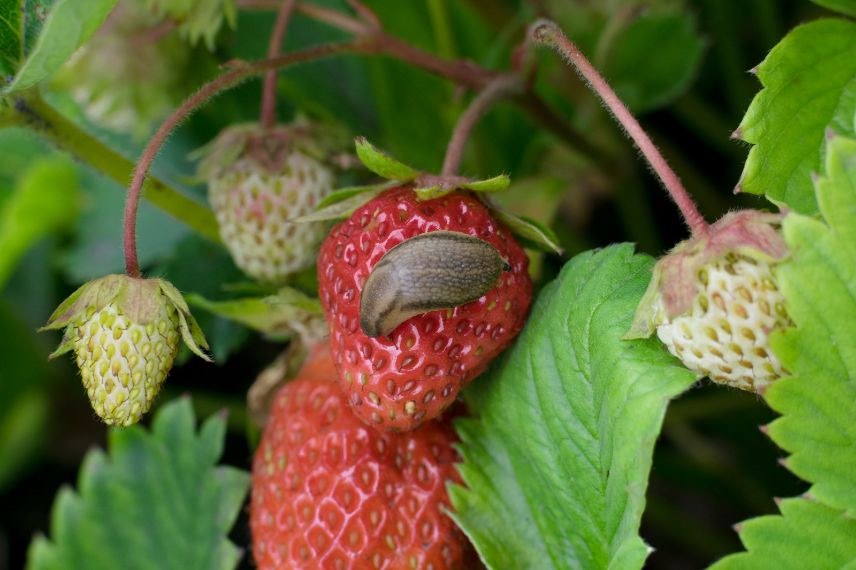 limace sur fraisier