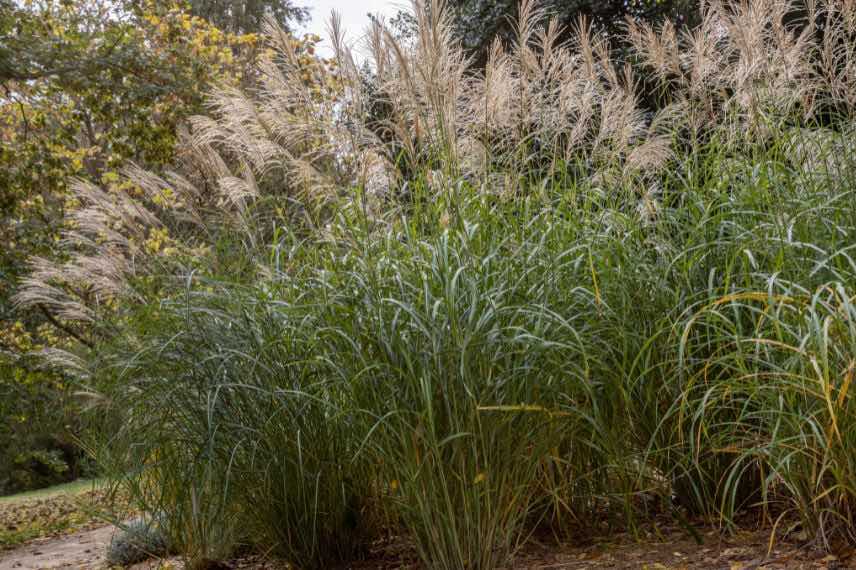 touffes de miscanthus