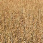 Pourquoi choisir le paillis de lin pour votre jardin ?