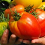 Cultivez votre propre potager : mangez sainement et économisez de l'argent